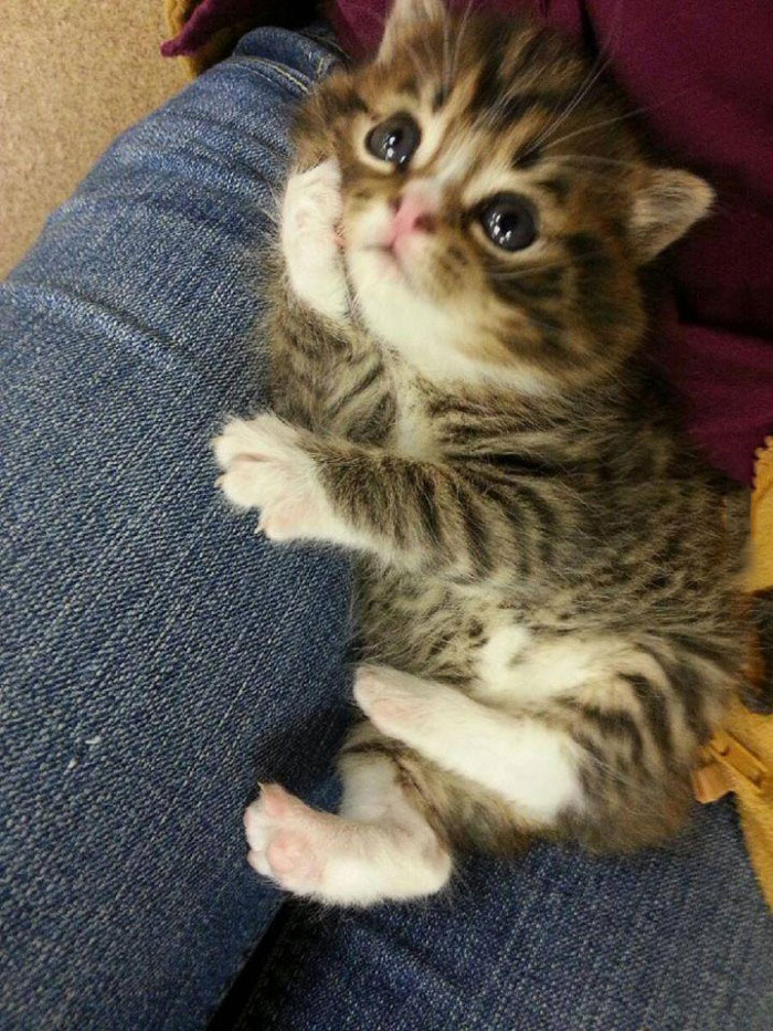 whatcha thinking about?, cute kitten resting on his paw