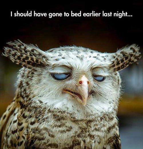i should have gone to bed earlier last night, cross eyed owl