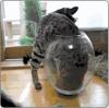 flexible cat crawls into vase and then out again