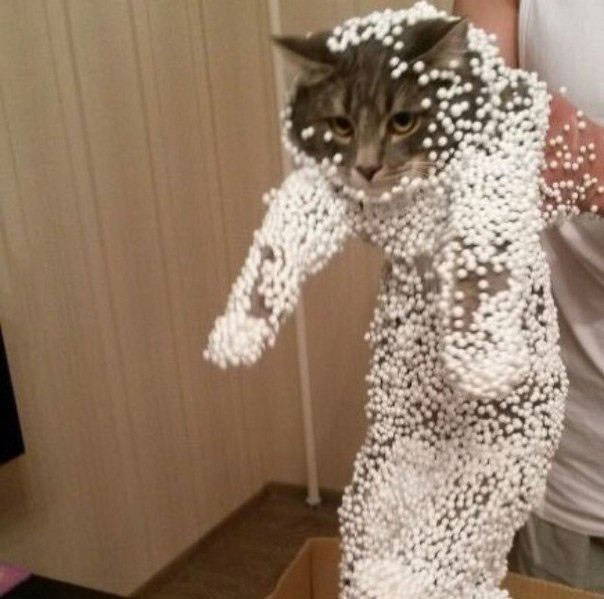 the box was not empty, cat with styrofoam beads covering his fur