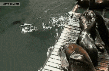 seal gets up onto dock and tips it over, pushing everyone else into the water, lol, fail, troll