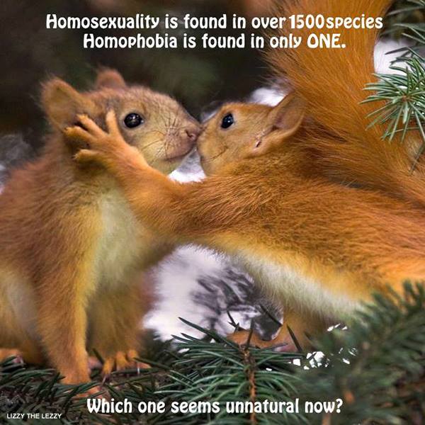 homosexuality is found in over 1500 species, homophobia is found in only one, which one seems unnatural now?