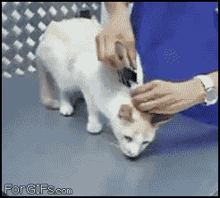 how to turn your cat off and on, paperclip on neck