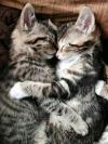 cute kittens sleeping face to face