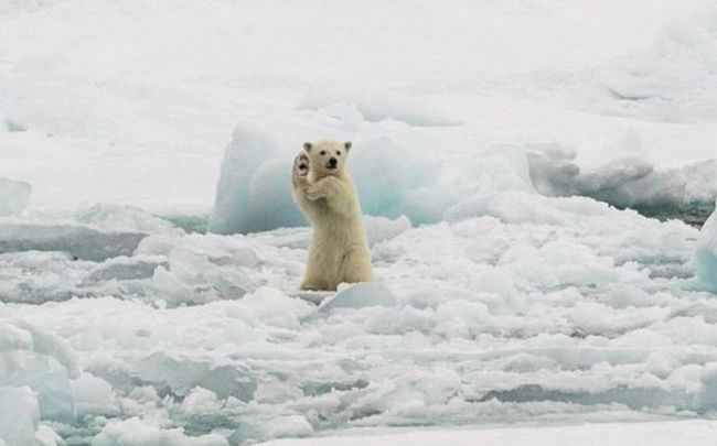 little polar bear waves from the shore, oh hai