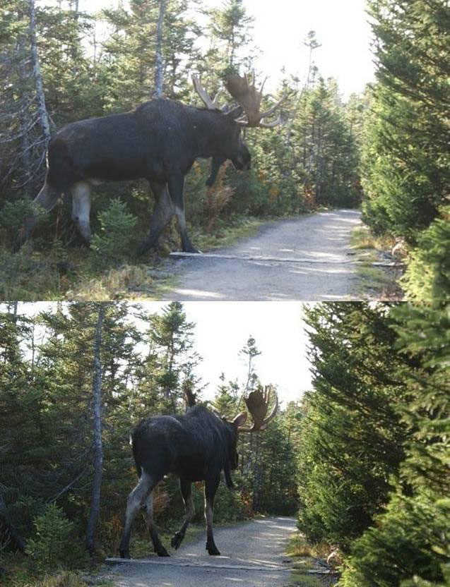 bullwinkle has nothing on this moose, giant caribou