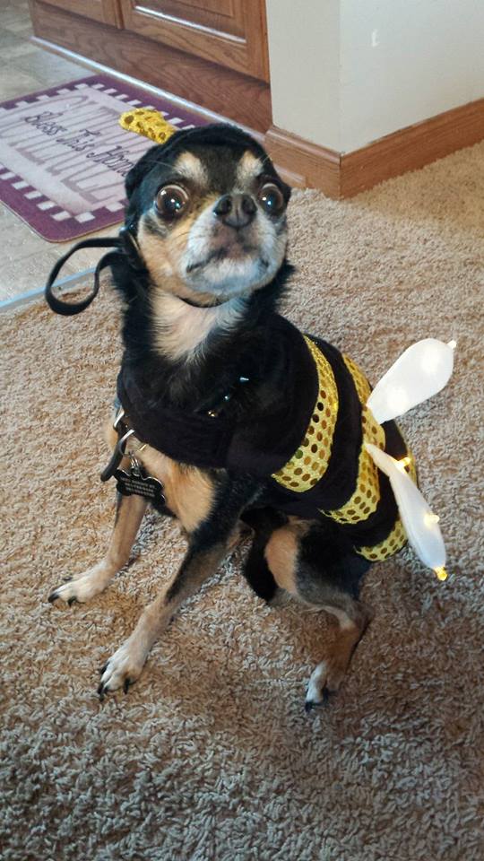 bee very afraid, dog in bumble bee costume, halloween