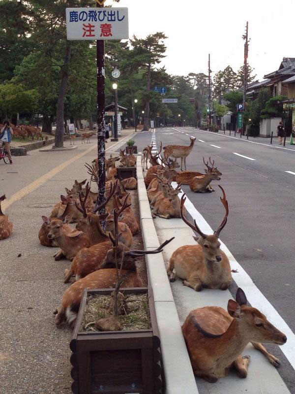 herd of deer resting on the side of a street in asia