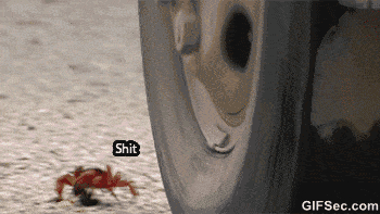 crab running away from car tire narrowly escaping