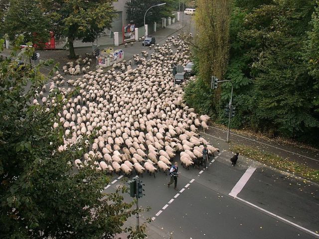 the 15th annual sheep marathon