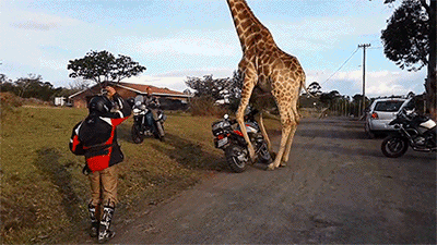 just get on the bike, there's no time to explain, alright let's roll, giraffe trying to get on motorcycle