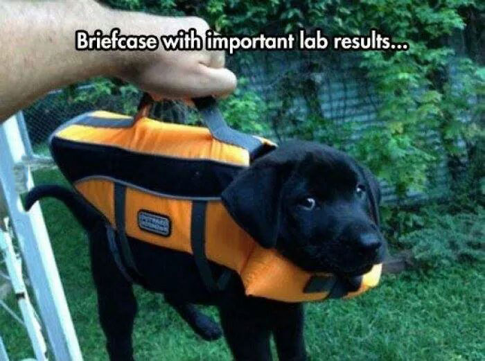 briefcase with important lab results, dog in a carrying case