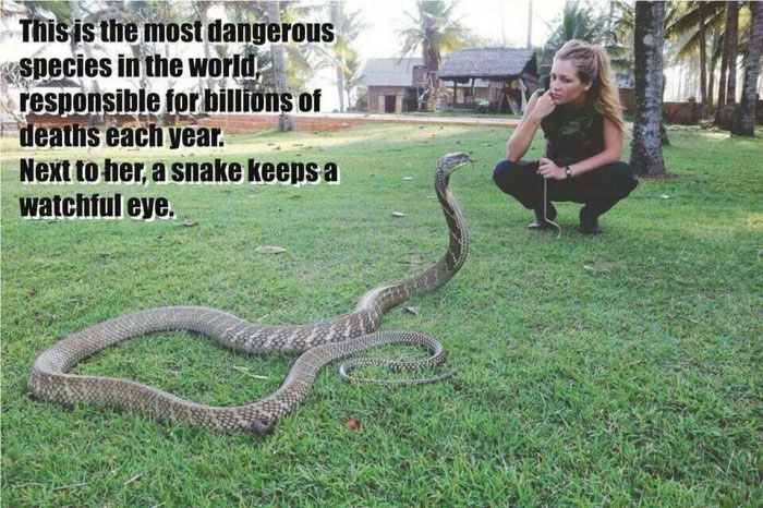 this is the most dangerous species in the world, responsible for billions of deaths each year, next to her a snake keeps a watchful eye