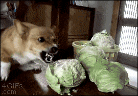 dog really hates cabbage