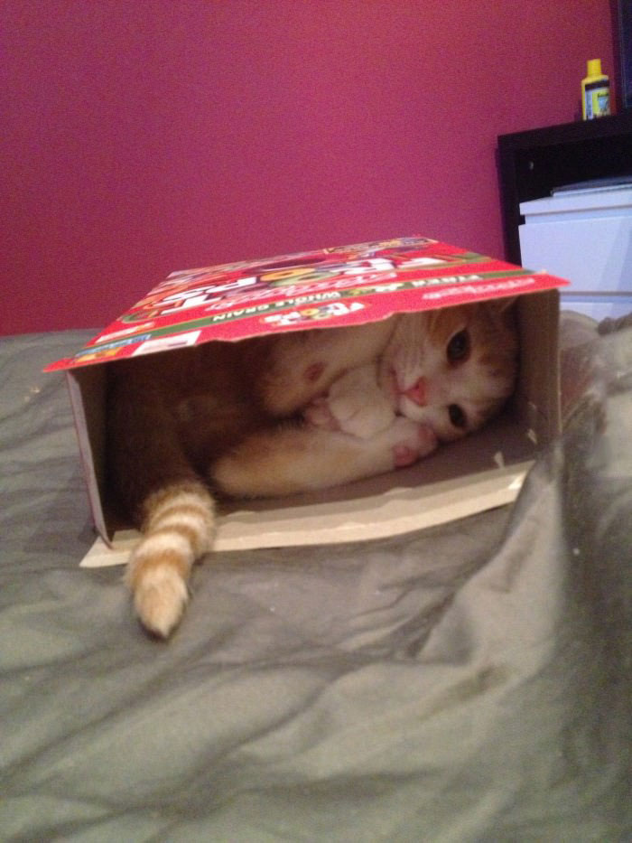 i have no idea how my cat got stuck in this cereal box