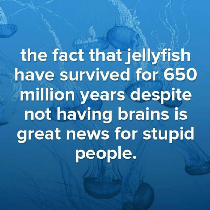 the fact that jellyfish have survived for 650 million years despite not having brains is great news for stupid people
