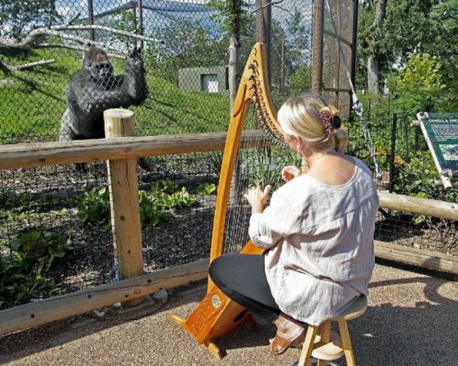 playing the harp for a gorilla at the zoo, wtf