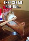 they see me rolling, squirrel in a tiny canoe, wtf, meme