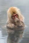look what i found, monkey giving you the middle finger