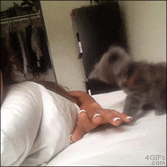 brutal kitten attack