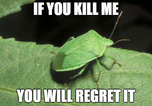 if you kill me you will regret it, stink bug