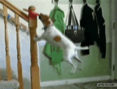 dog trying to get frisbee off of stairs post, lol