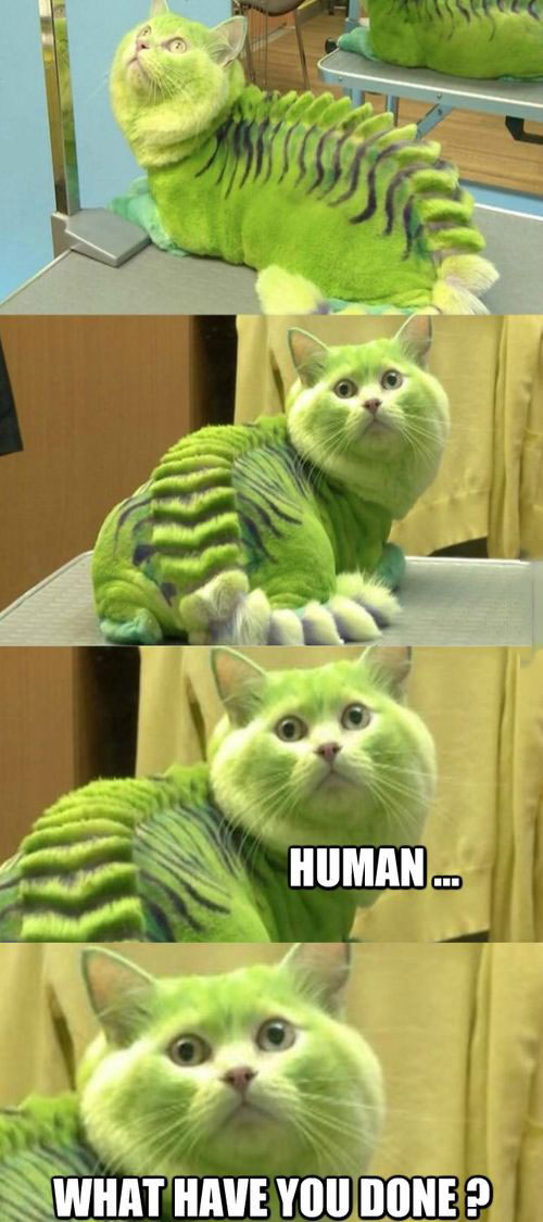human what have you done?, cat painted and hair cut to look like a lizard