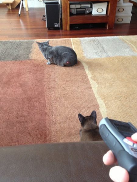 trolling the cats with a laser pointer