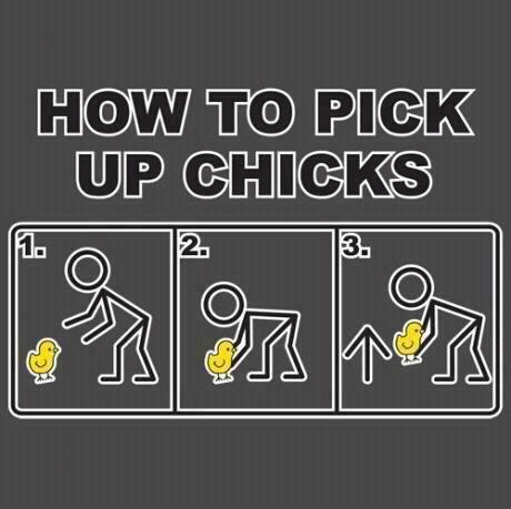 how to pick up chicks, infographic