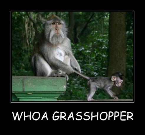 whoa grasshopper