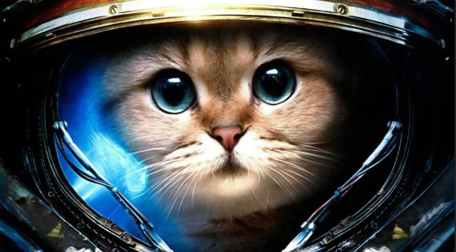 space helmet cat