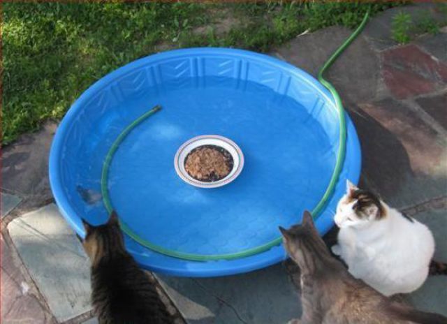 trolling the neighbourhood cats, bowl of food floating in the middle of a small pool, prank