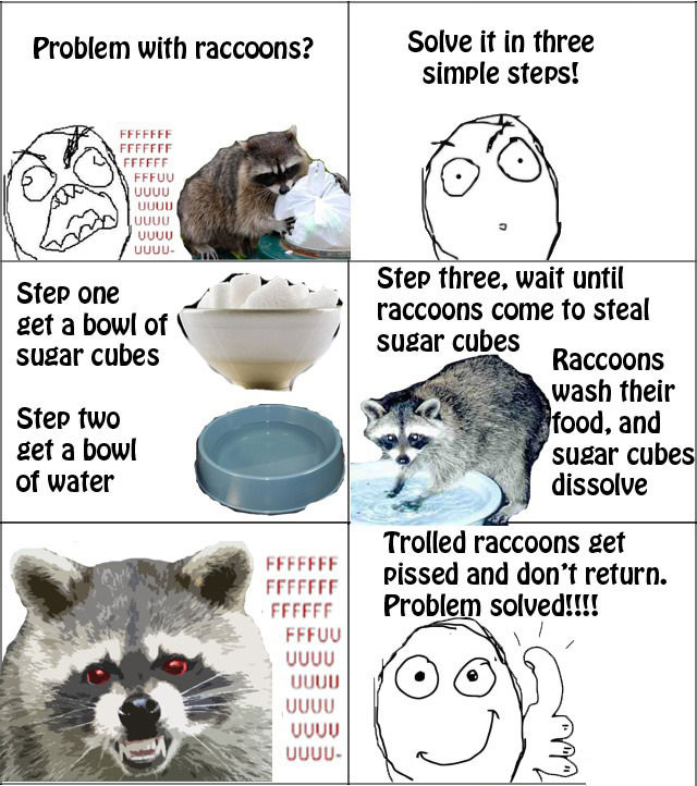 how to solve a problem with racoons, sugar cubes next to a bowl of water, troll