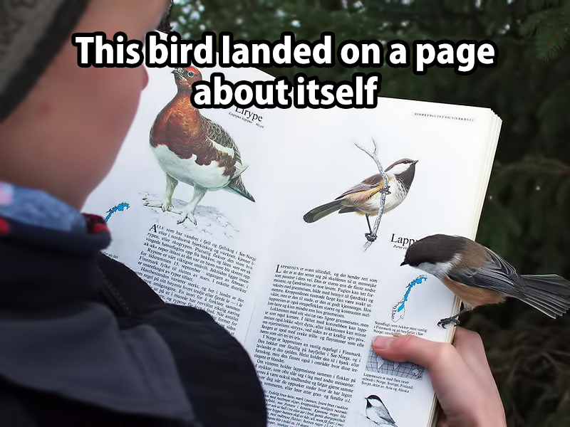 this bird landed on a page about itself