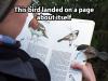 this bird landed on a page about itself