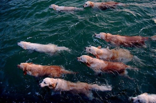 the majestic golden seatreaver migration, golden retrievers swimming in water