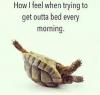 how i feel when trying to get out of bed every morning, turtle on it's back