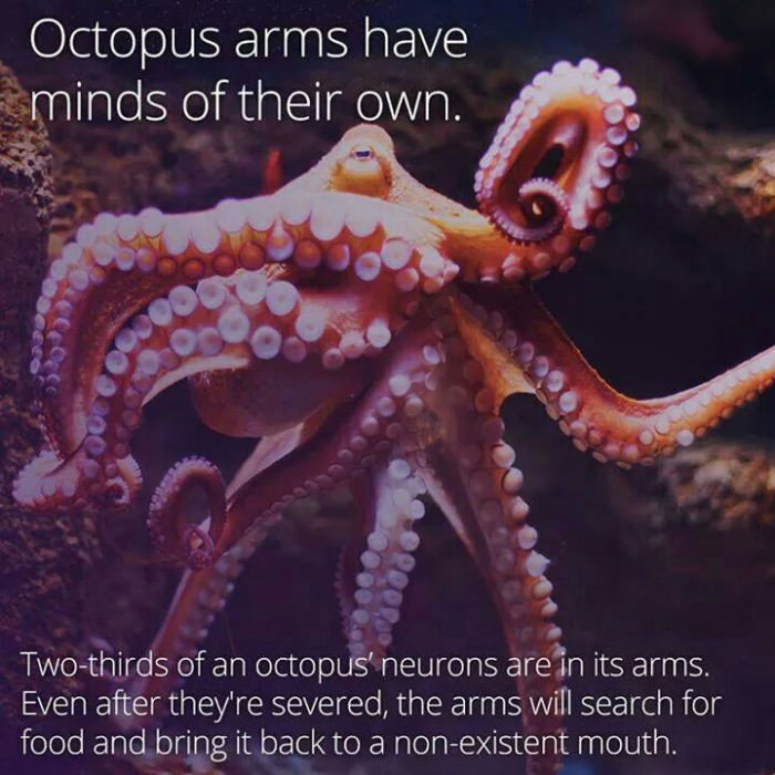 octopus arms have minds of their own, dyk