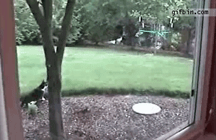cat stalks and chases rabbit only to find out the rabbit is a ninja