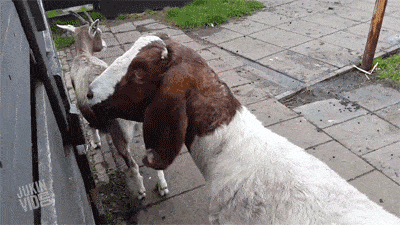 this goat definitely needs an exorcism, twists and contorts neck to look behind himself, creepy