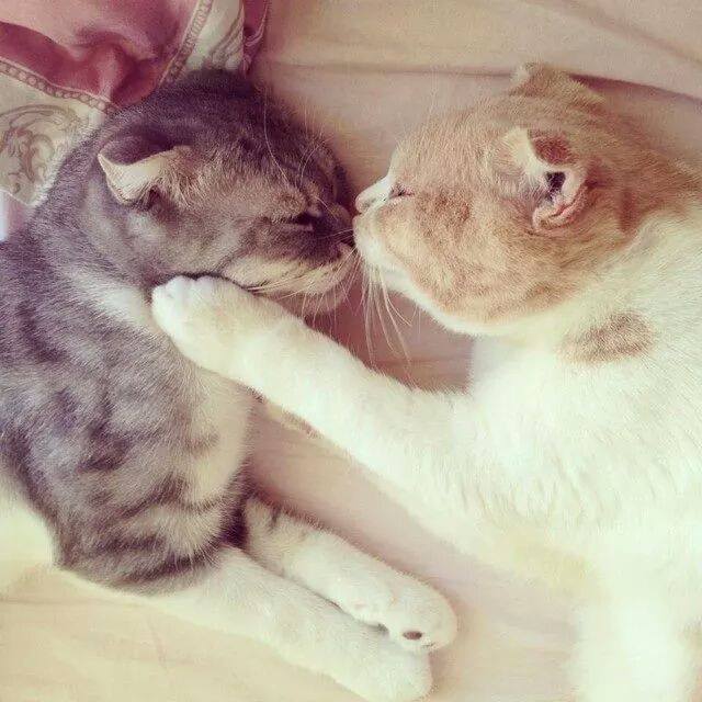 cat kisses other cat, le cute overload