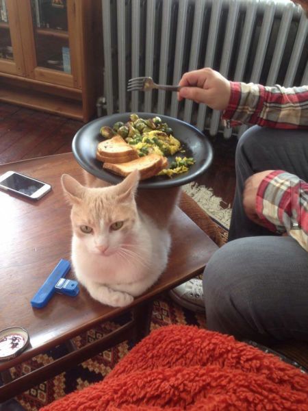 eating dinner with your cat