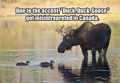 let's play duck duck moose, due to the accent duck duck goose got misinterpreted in canada