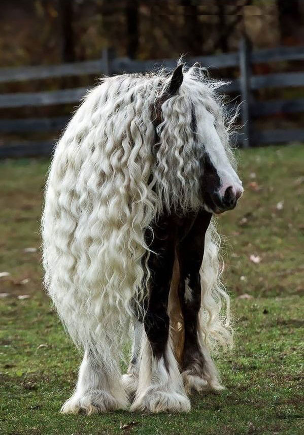 epic majestic horse hair