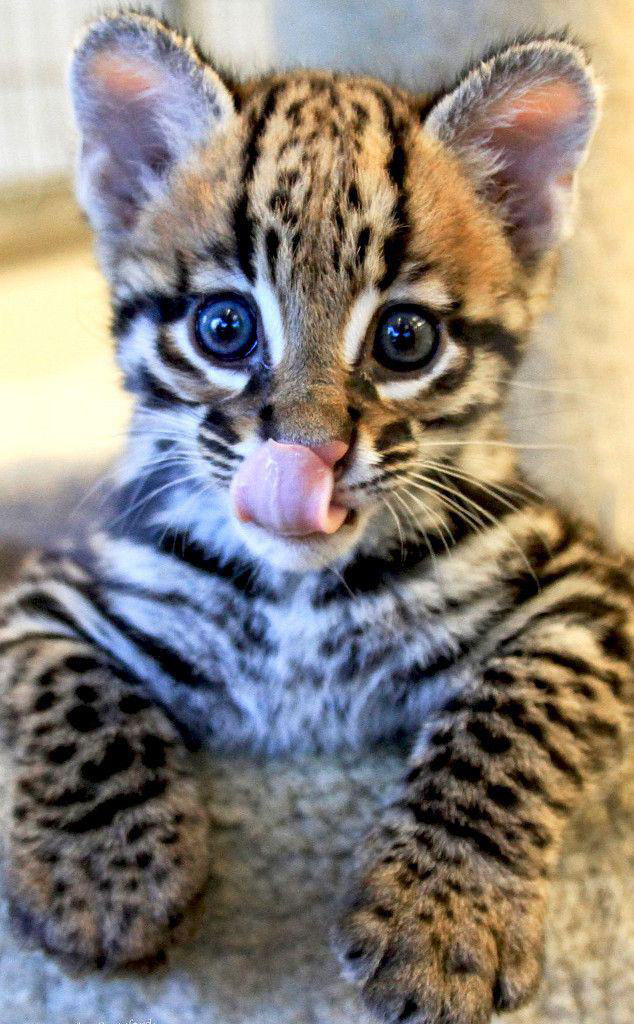 baby bobcat, cute animals