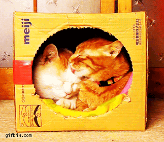 cats in a box licking each other