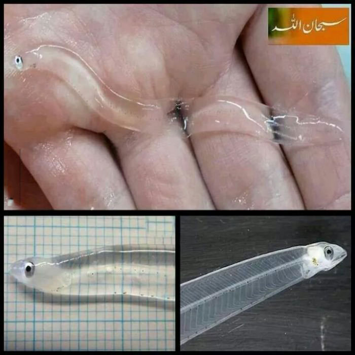 be sure not to drink this little guy, transparent fish