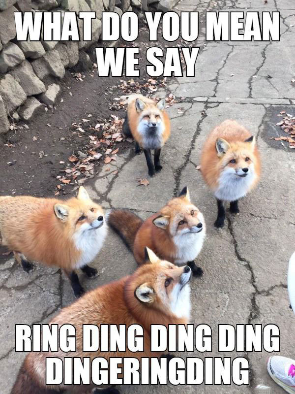 what do you mean we say ring ding ding ding dingeringding, what does the fox say