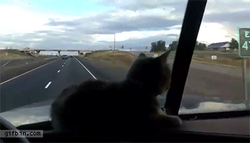 cat on dashboard gets scared of overpass
