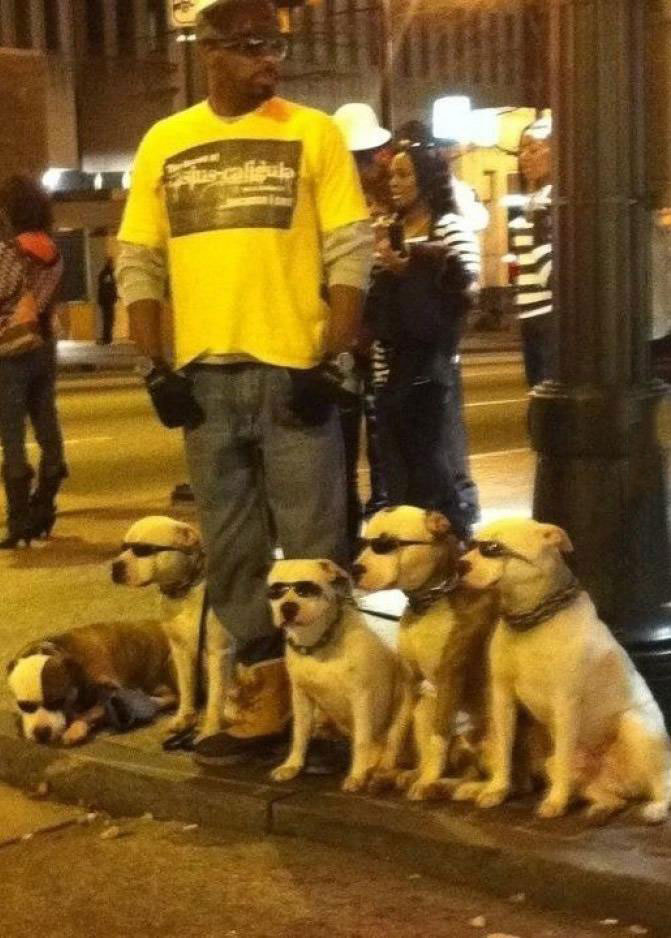 man wearing sunglasses with dogs wearing sunglasses